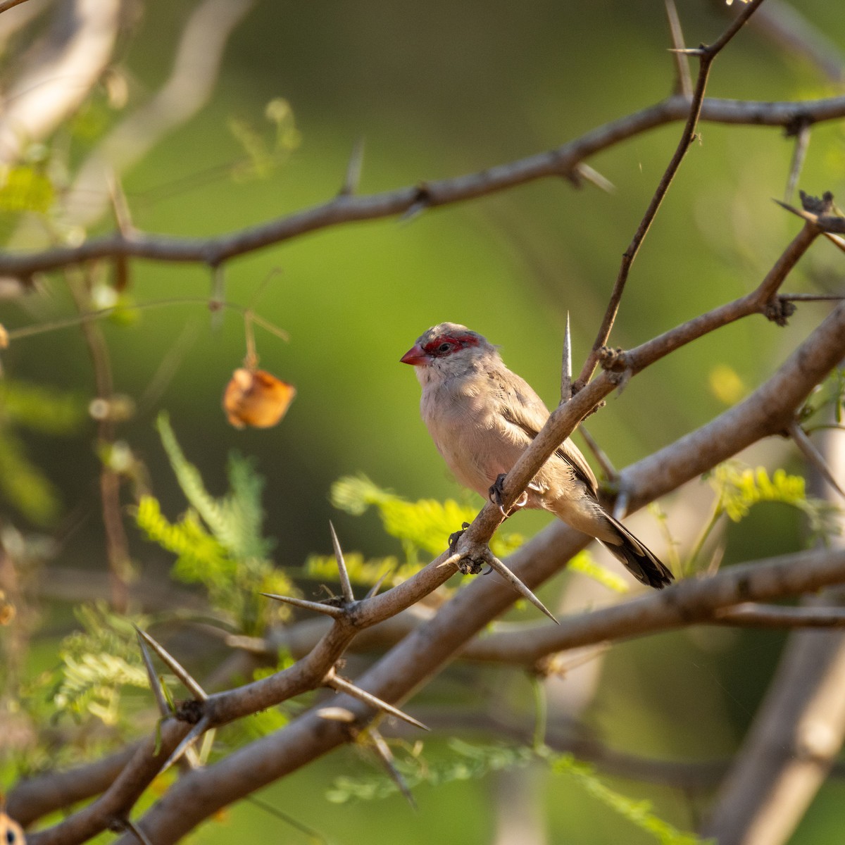 Black-rumped Waxbill - ML645394182