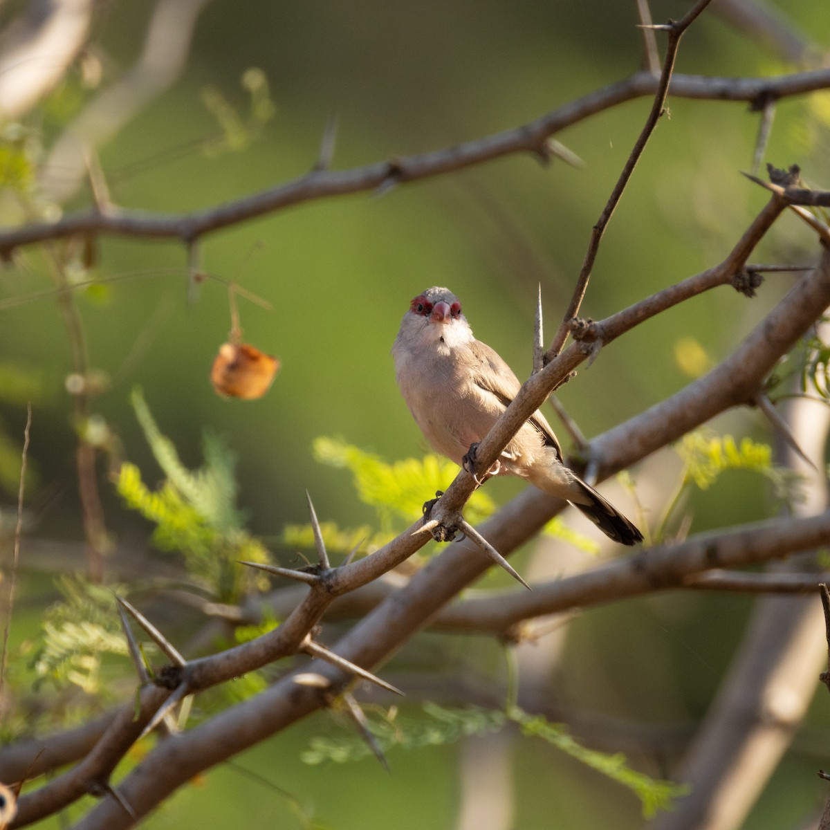 Black-rumped Waxbill - ML645394183