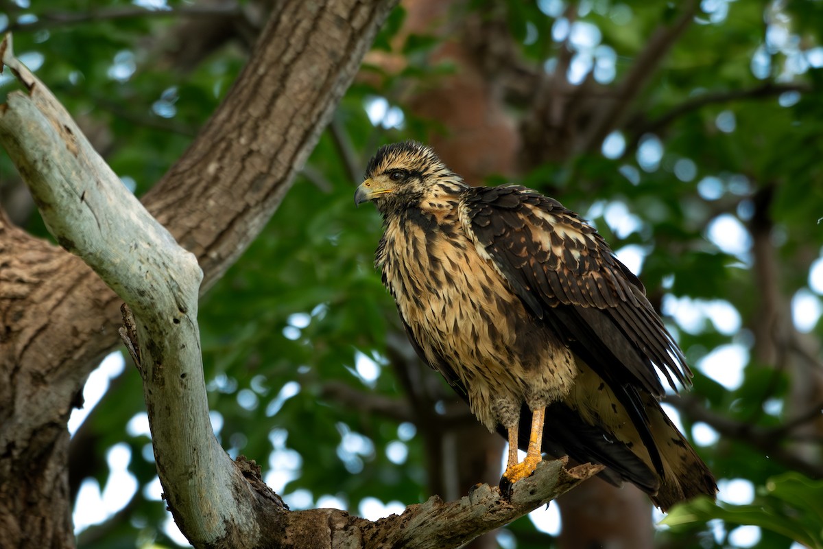 Common Black Hawk - ML645394184