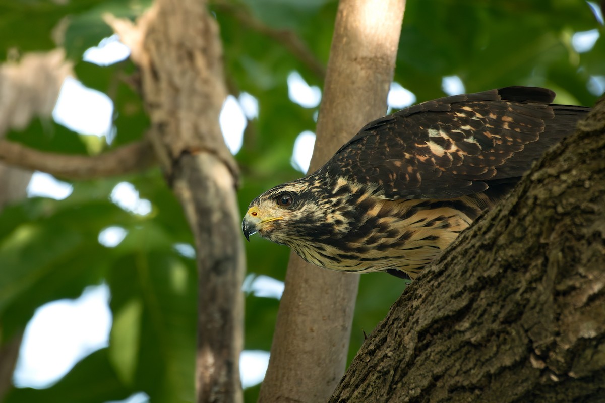 Common Black Hawk - ML645394185
