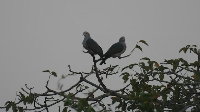 Бронзовый плодовый голубь - ML645394189