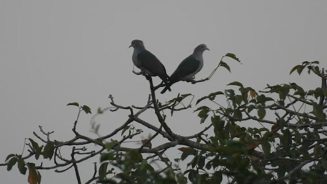 Бронзовый плодовый голубь - ML645394190