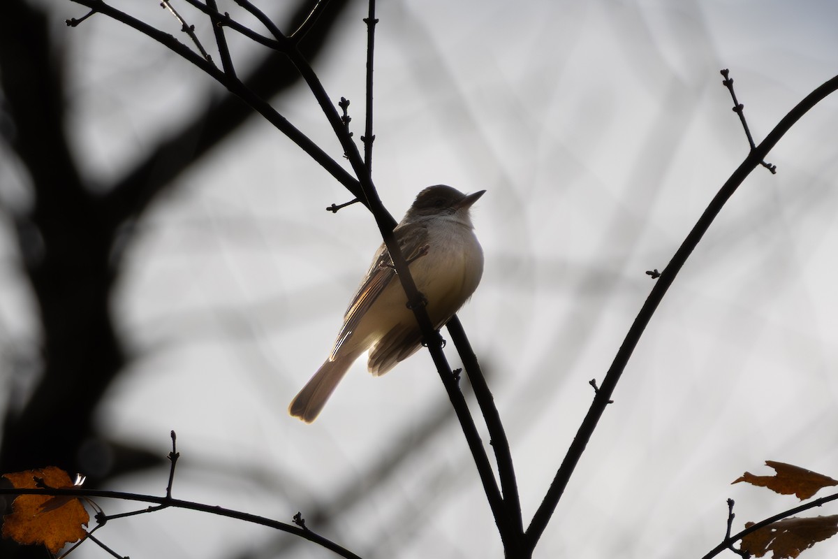 Ash-throated Flycatcher - ML645394195