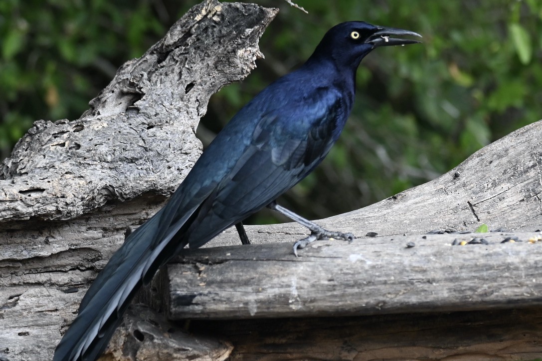 Great-tailed Grackle - ML645394196