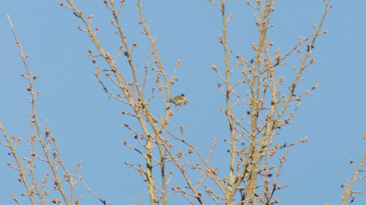 Халимагт зэржгэнэ - ML645394197