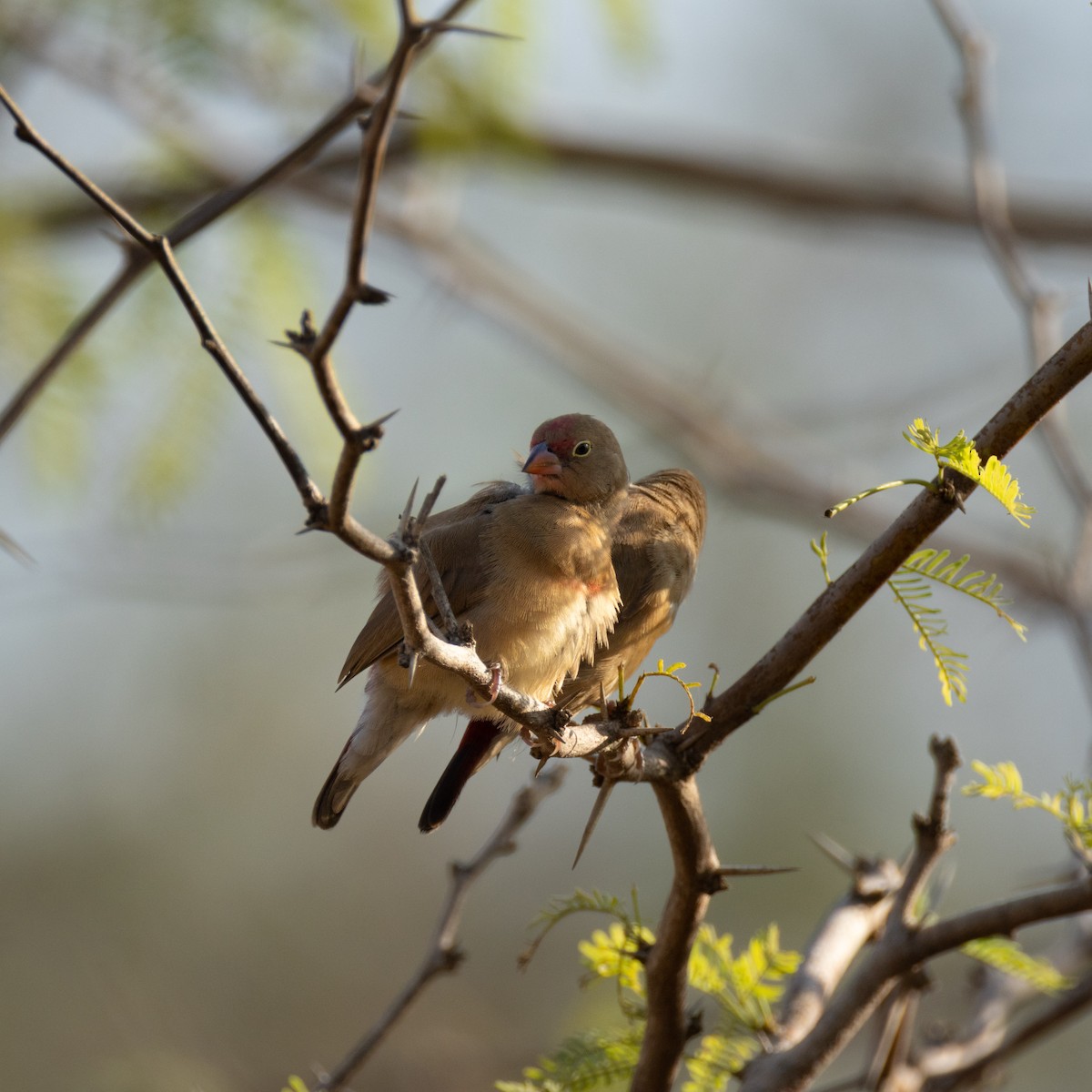 Red-billed Firefinch - ML645394202