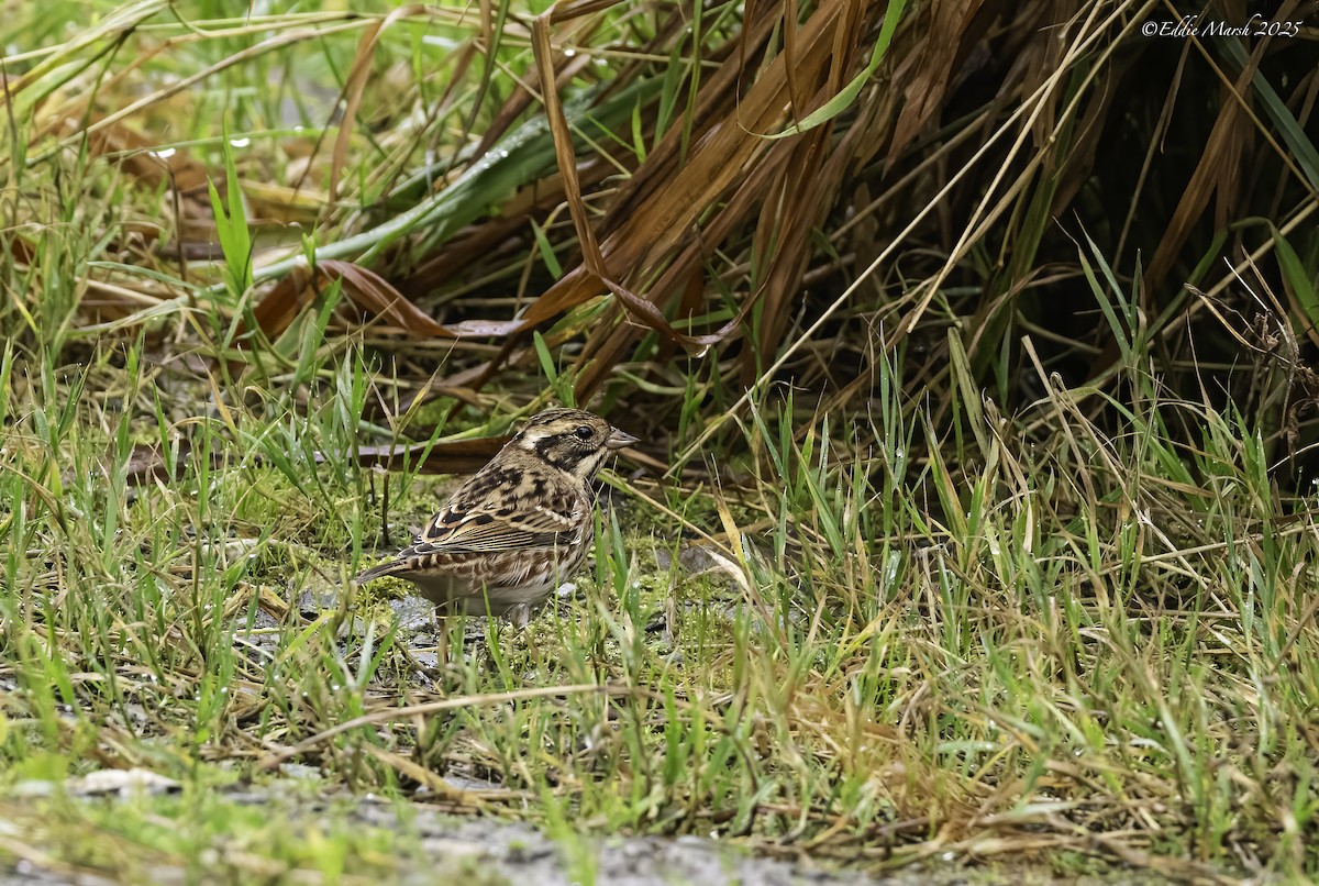 Rustic Bunting - ML645394207