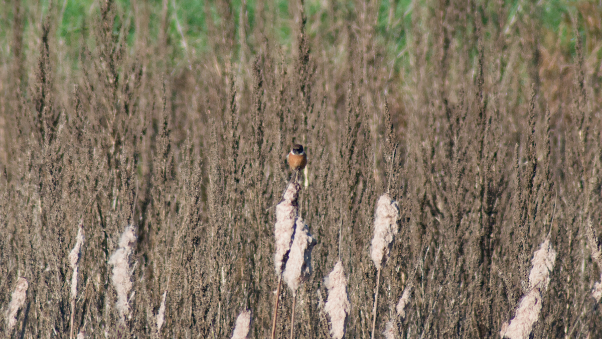 European Stonechat - ML645394209