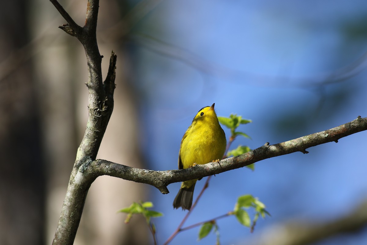 Wilson's Warbler - ML64539421