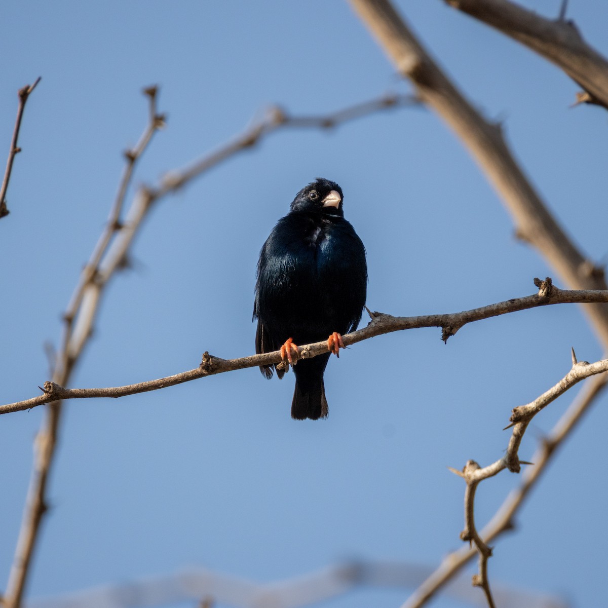 Village Indigobird - ML645394210