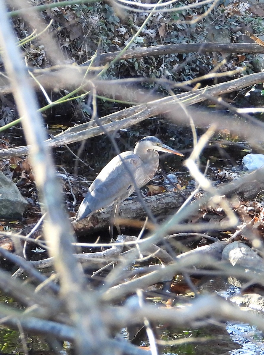 Great Blue Heron - ML645394217