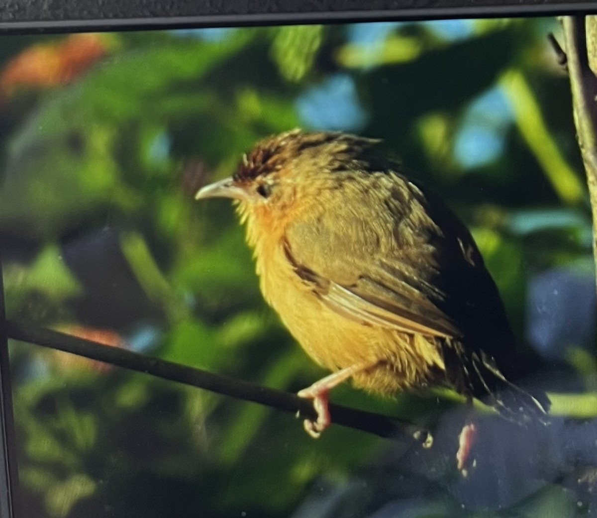 Tawny-bellied Babbler - ML645394224