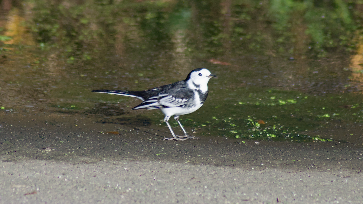 White Wagtail - ML645394225