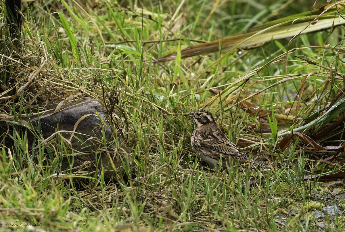 Rustic Bunting - ML645394227