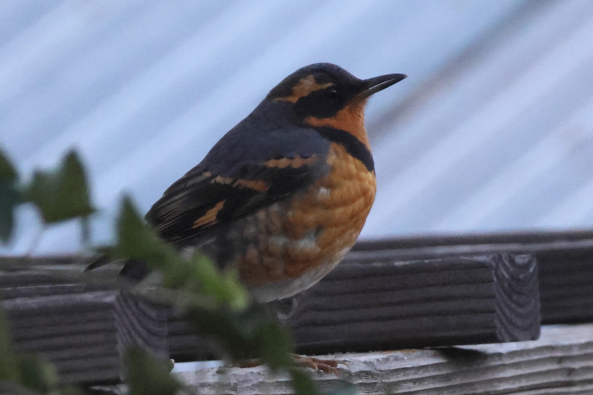 Varied Thrush - ML645394260