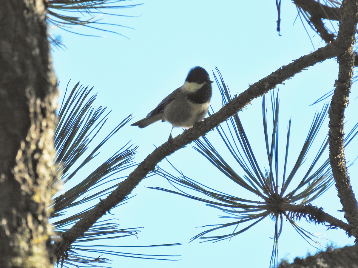 Mexican Chickadee - ML645394261