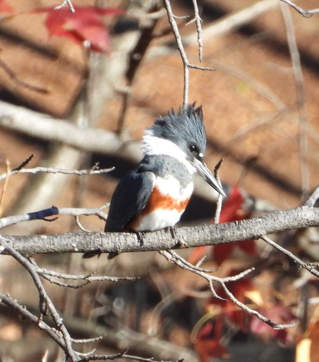 Belted Kingfisher - ML645394264