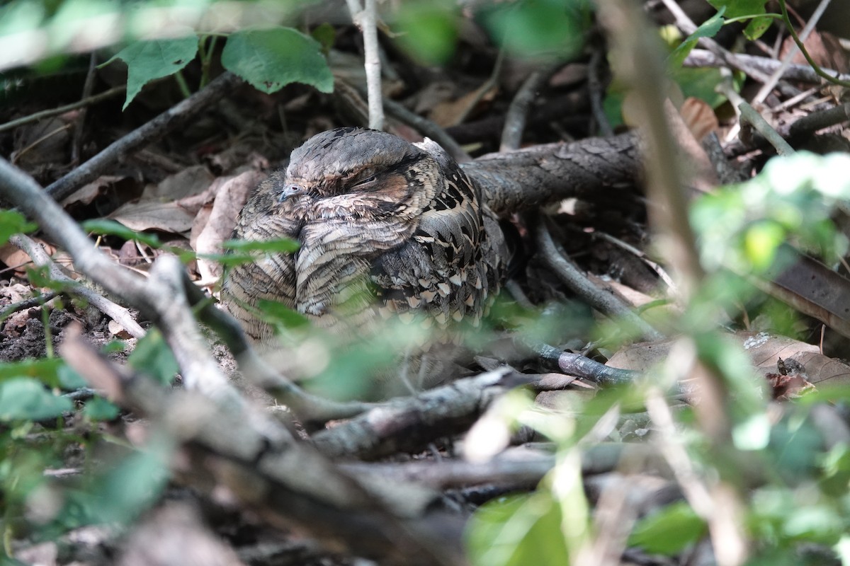 Common Pauraque - ML645394266