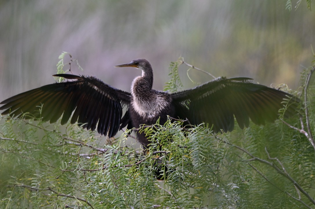 Anhinga - ML645394268