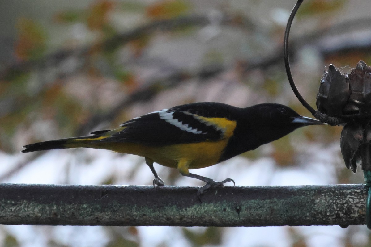 Scott's Oriole - ML645394270