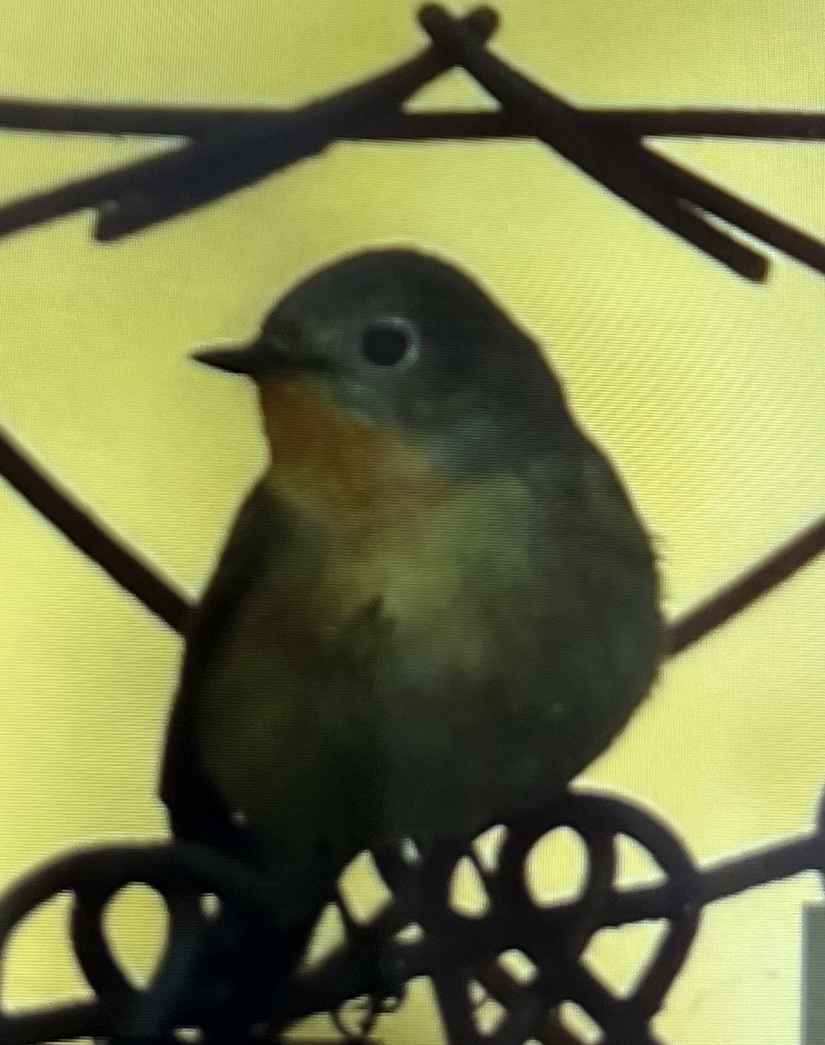 Red-breasted Flycatcher - ML645394272