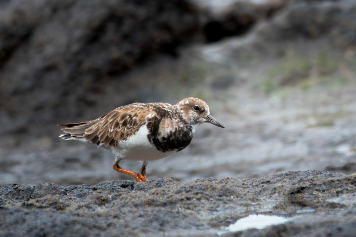 Ruddy Turnstone - ML645394273
