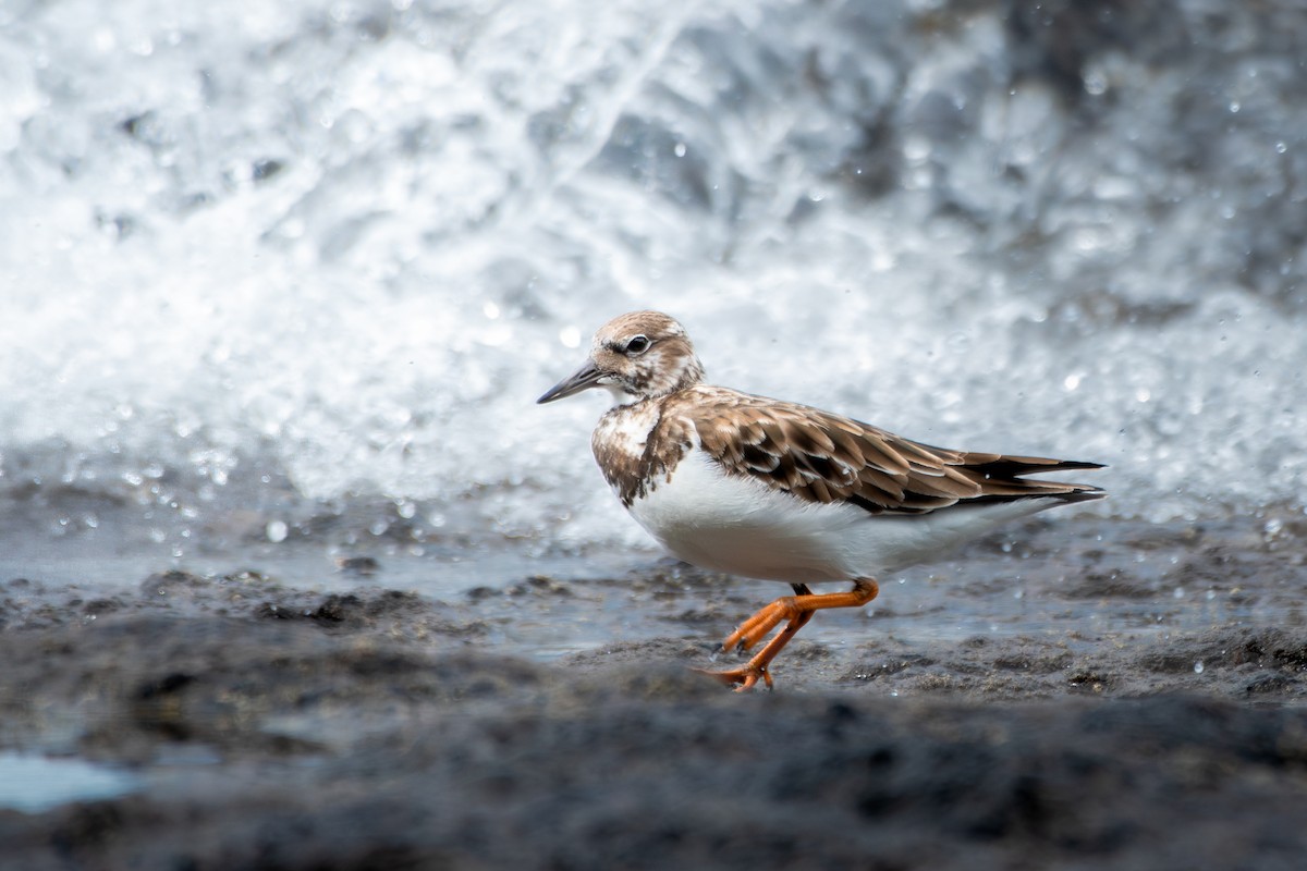 Ruddy Turnstone - ML645394274