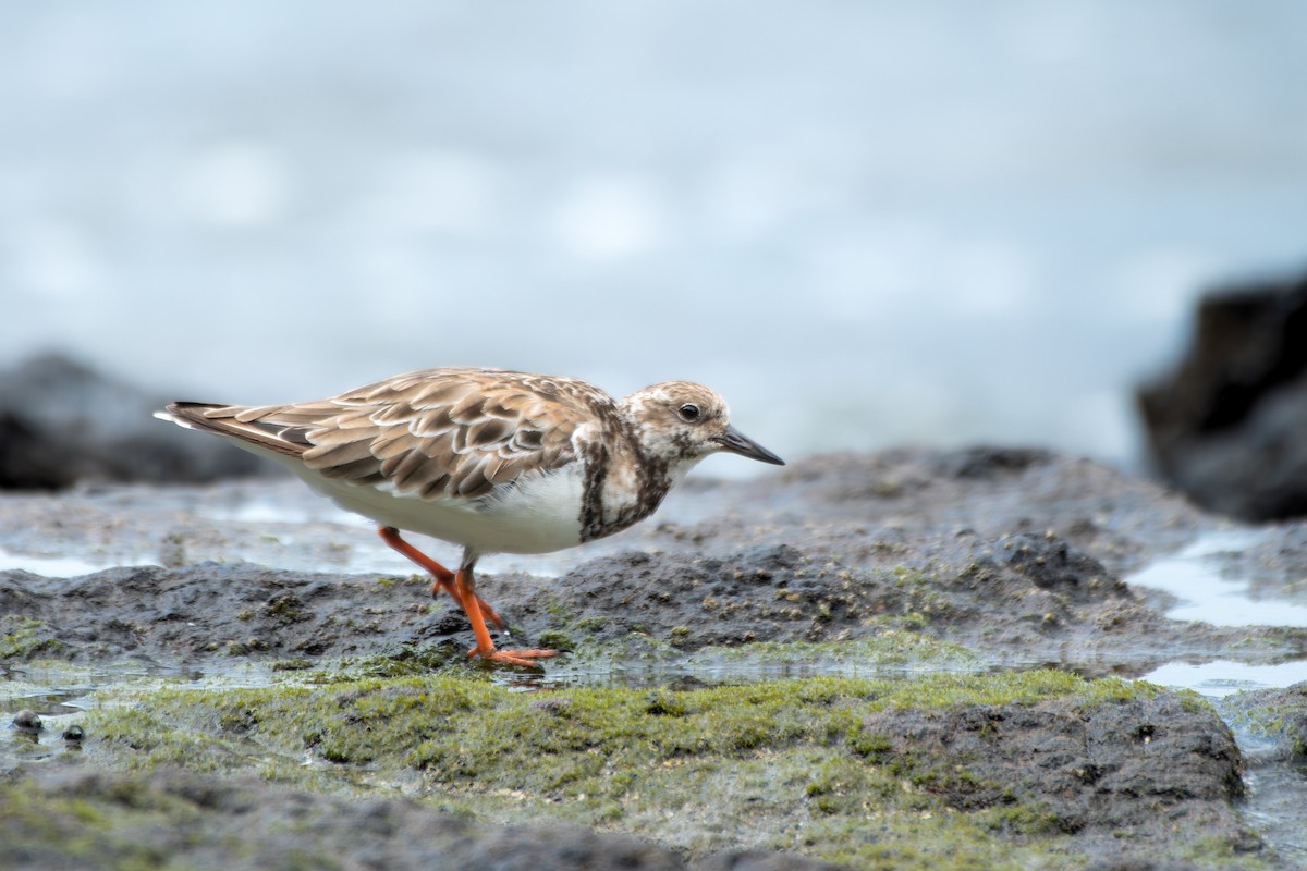 Ruddy Turnstone - ML645394275