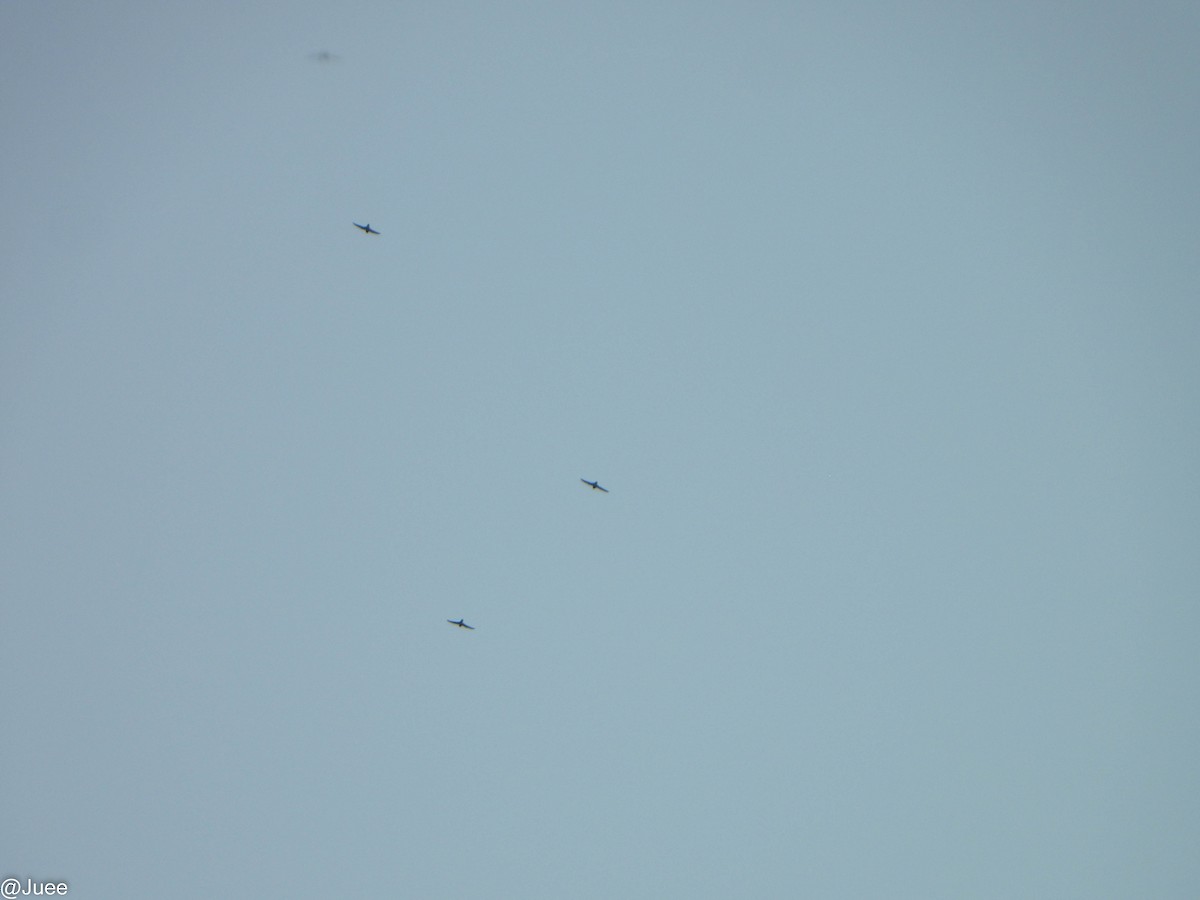 Alpine Swift - ML645394282