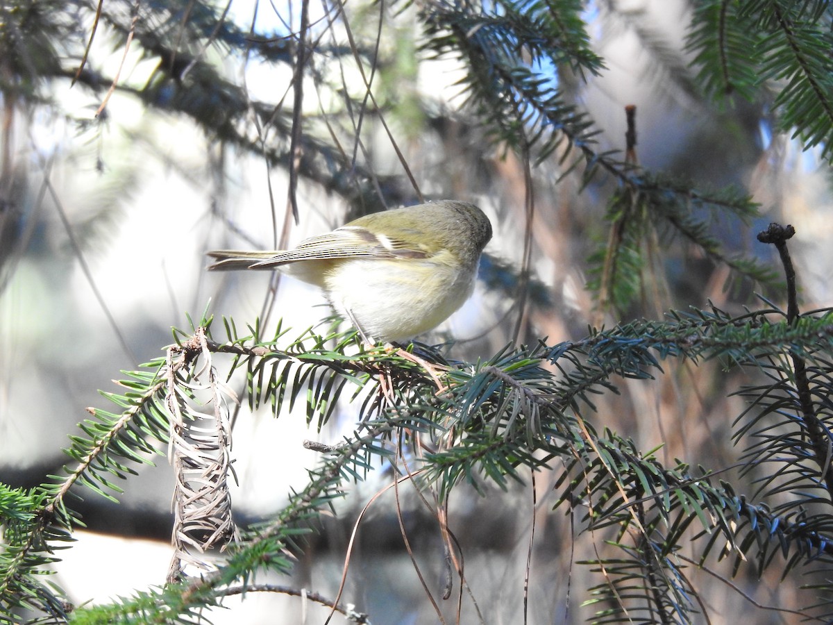 Ruby-crowned Kinglet - ML645394283