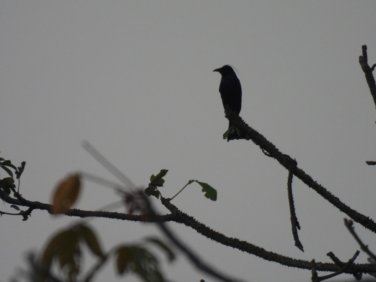 Hair-crested Drongo - ML645394288
