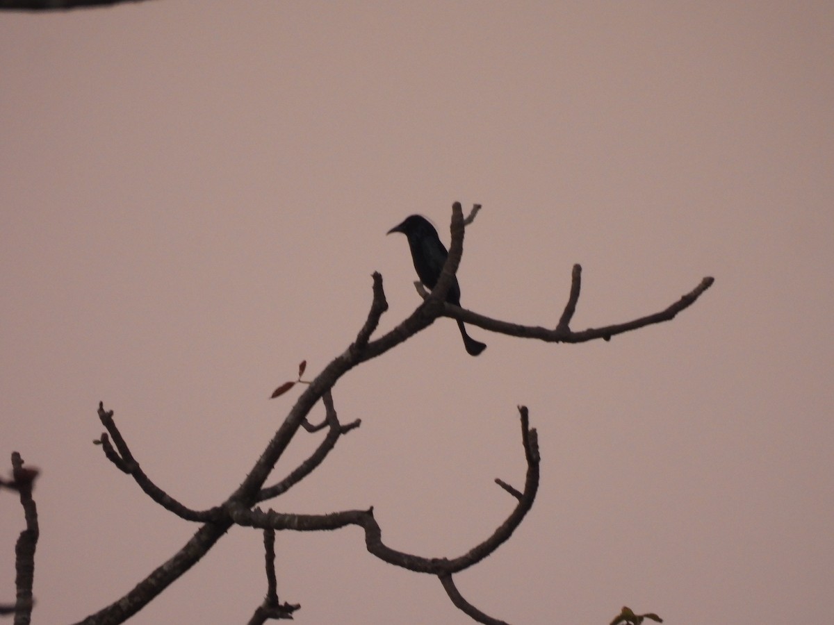 Hair-crested Drongo - ML645394289