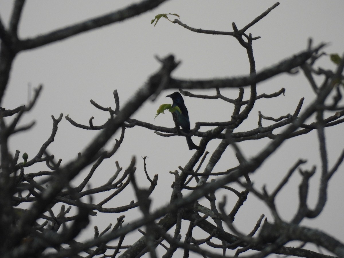 Hair-crested Drongo - ML645394291