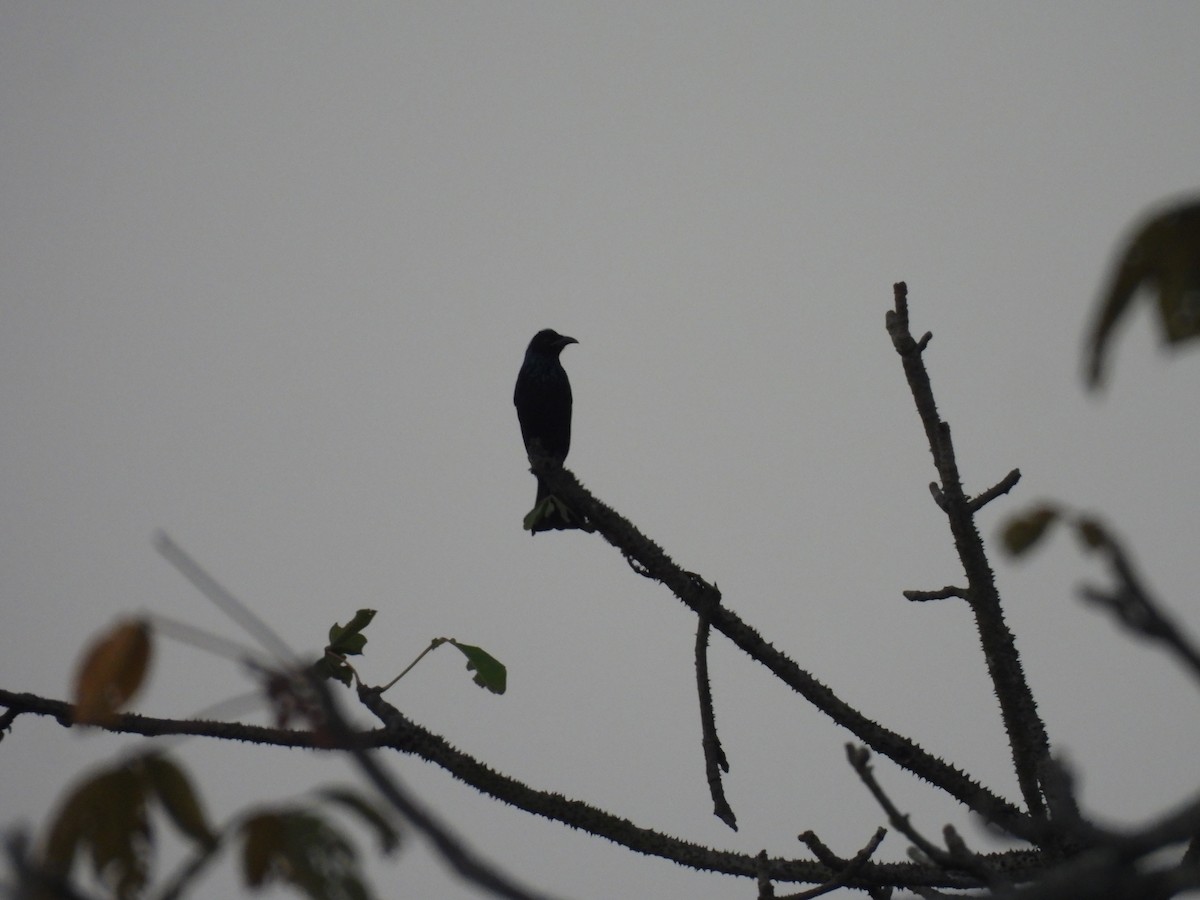 Hair-crested Drongo - ML645394292