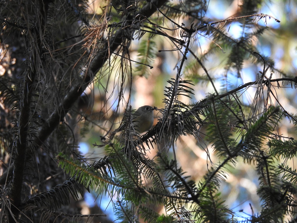 Ruby-crowned Kinglet - ML645394298