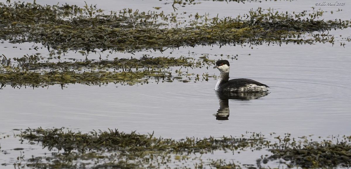 Horned Grebe - ML645394308