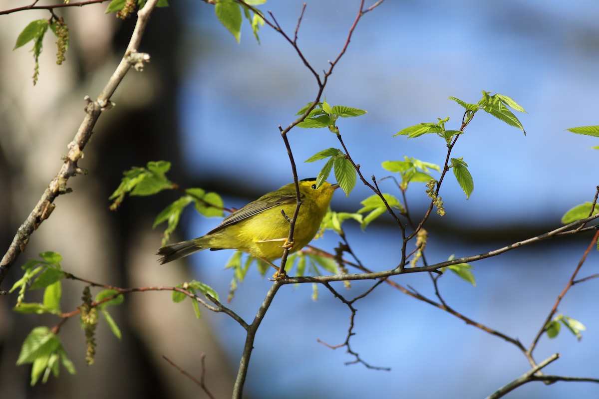 Wilson's Warbler - ML64539431