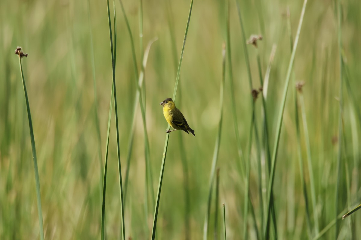 Короткоклювый зерноед - ML645394326
