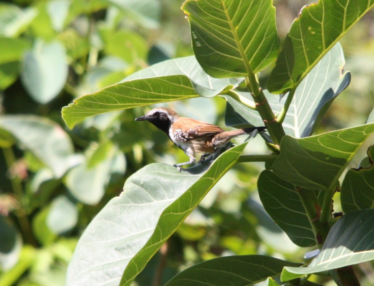 Ржавчатый муравьелов - ML645394327