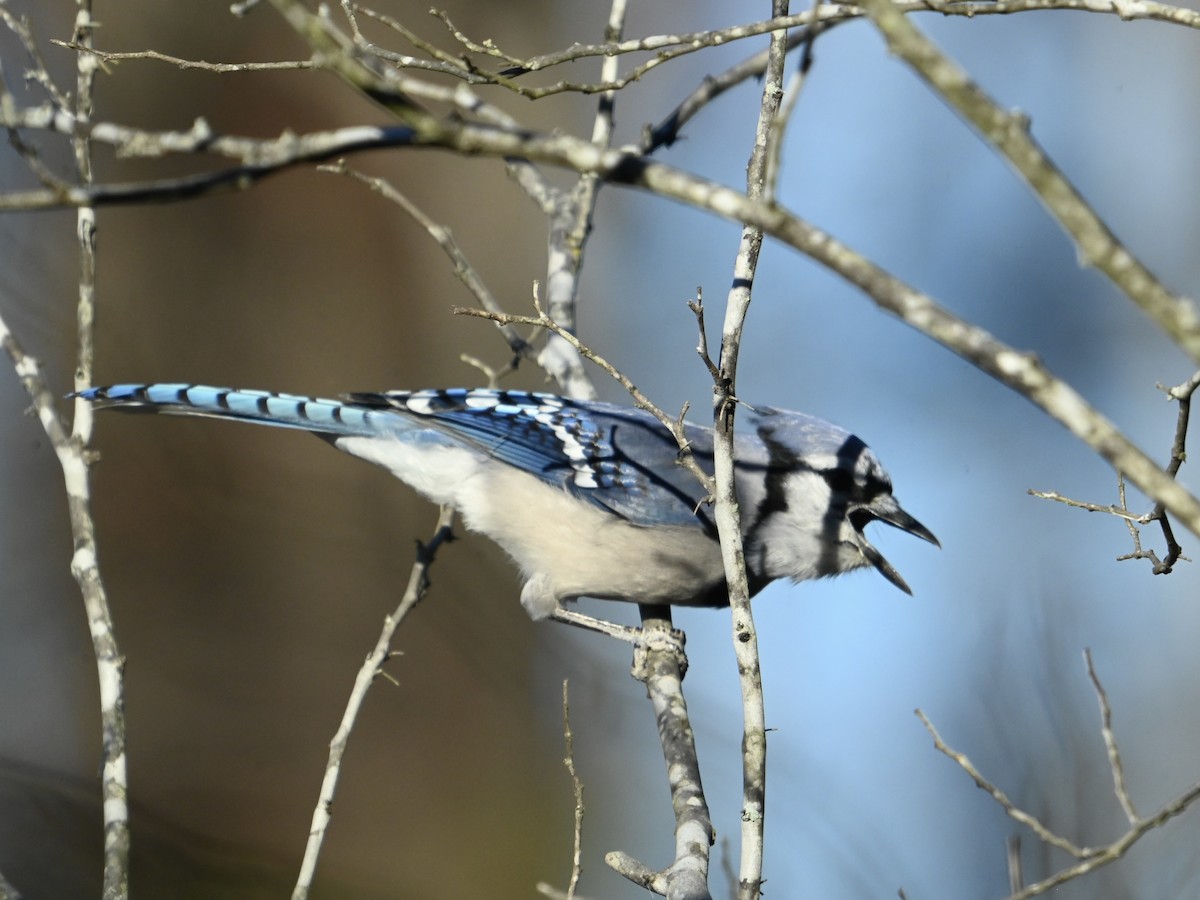 Blue Jay - ML645394329