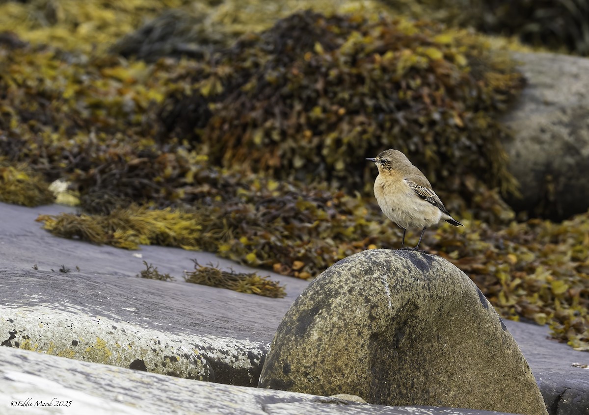Northern Wheatear (Greenland) - ML645394335
