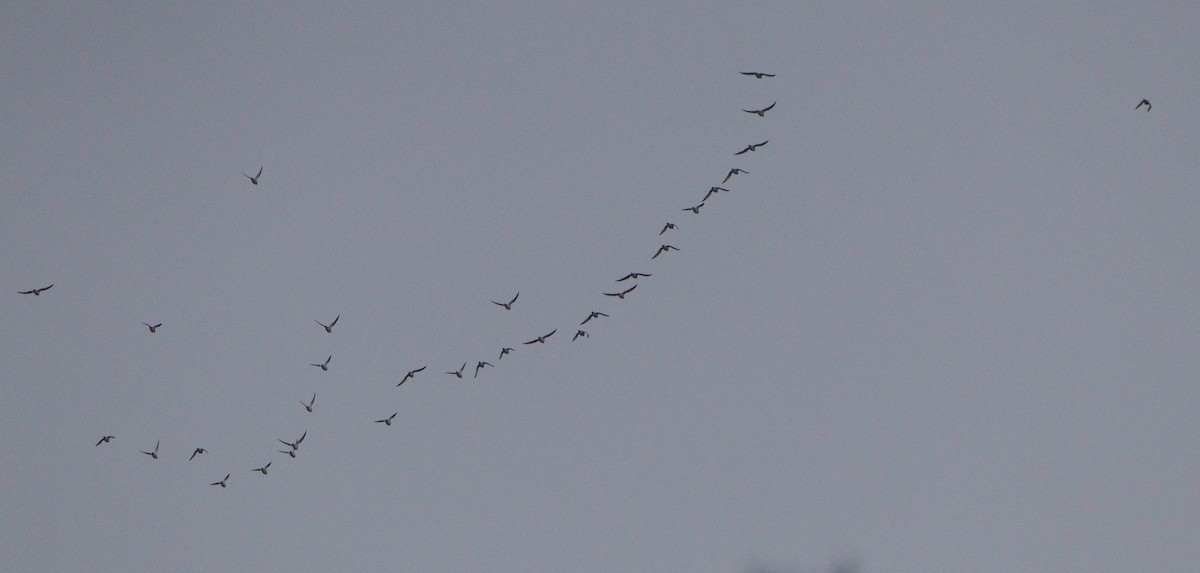 Сивка звичайна - ML645394336