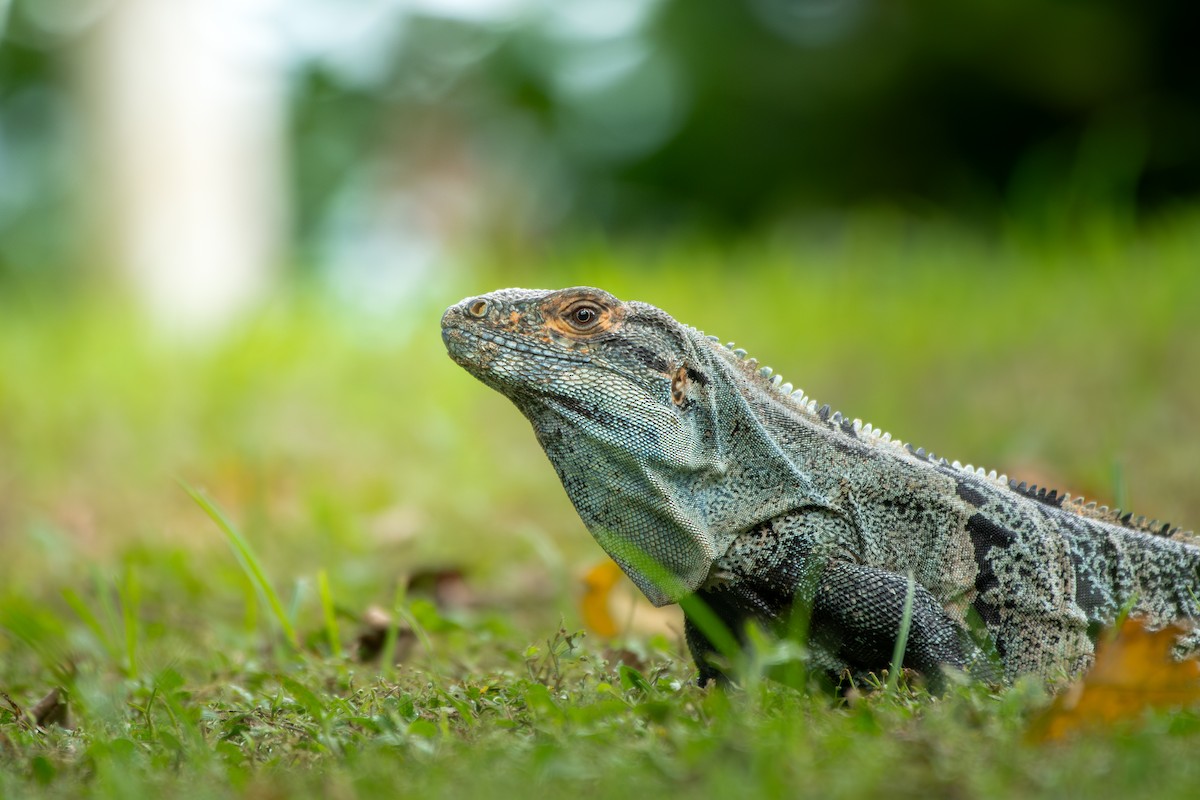Black Spiny-tailed Iguana - ML645394337