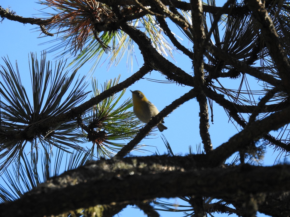 Olive Warbler - ML645394345