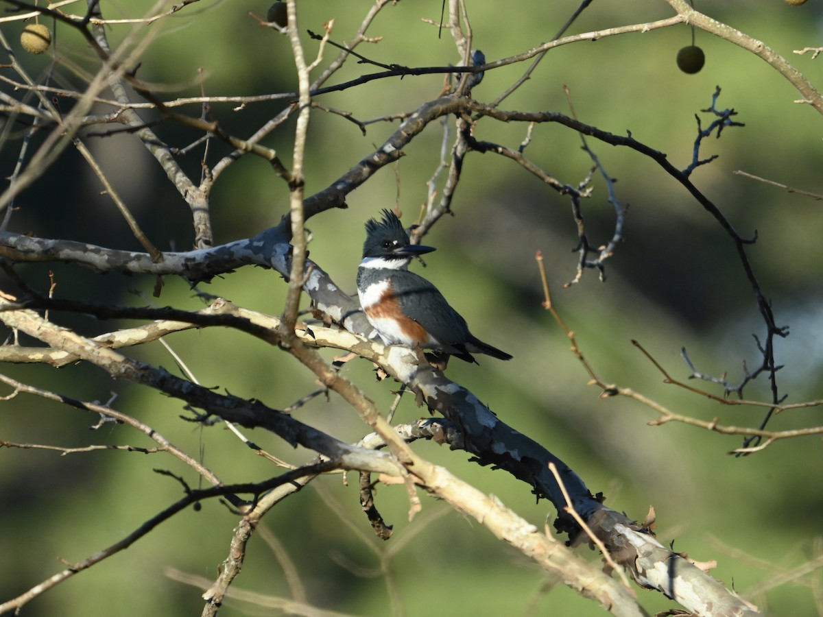 Belted Kingfisher - ML645394347