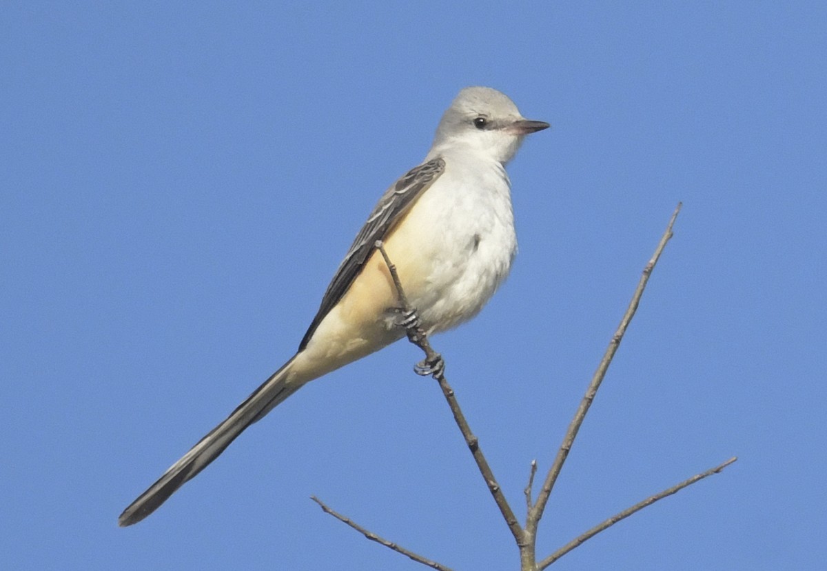 Scissor-tailed Flycatcher - ML645394368