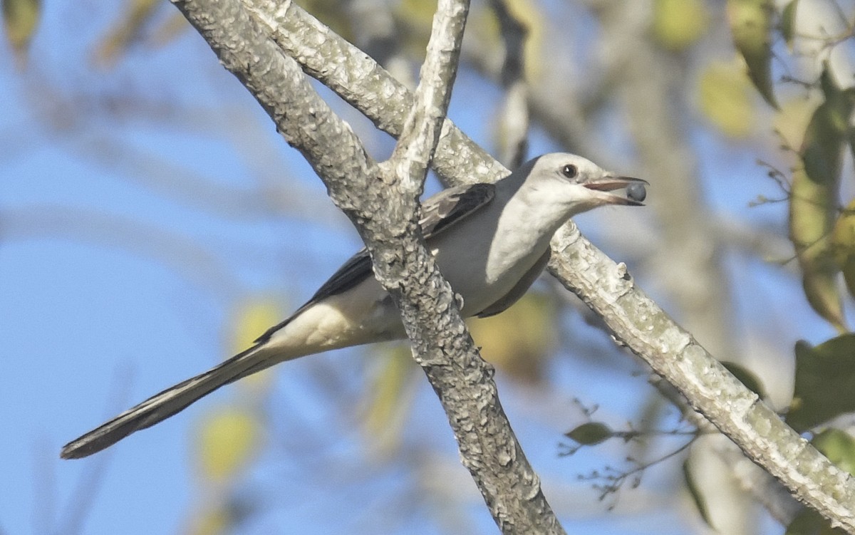 Scissor-tailed Flycatcher - ML645394371