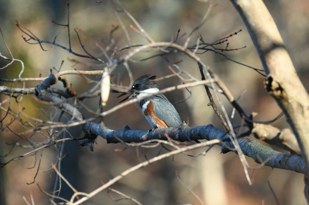 Belted Kingfisher - ML645394372