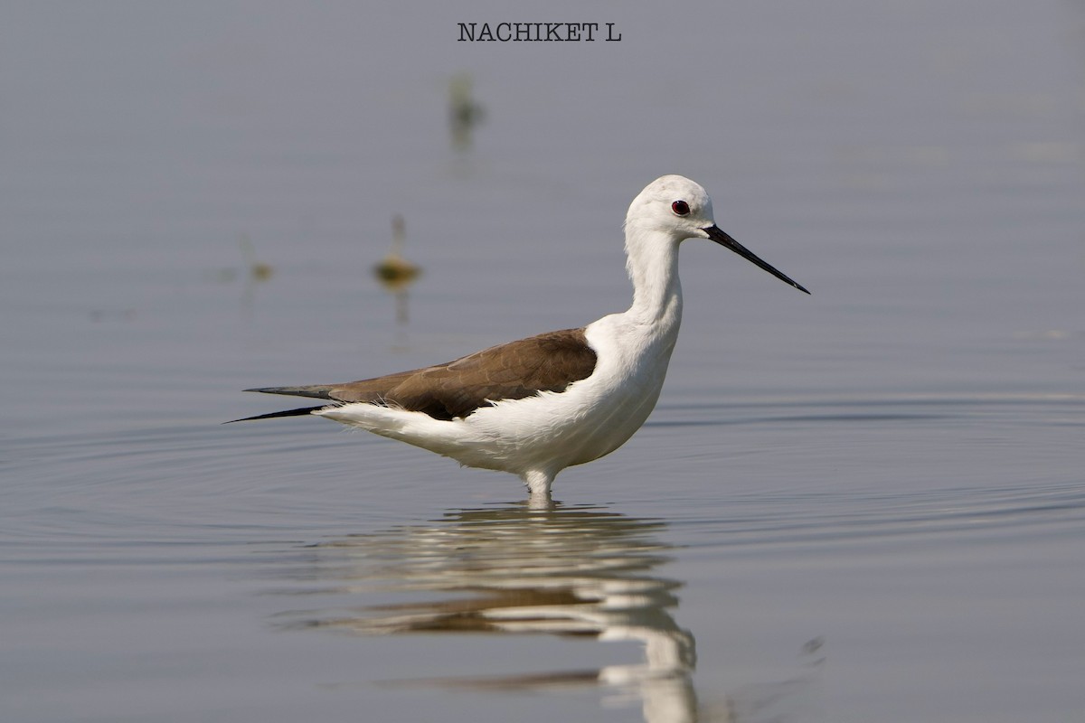 高蹺鴴 - ML645394377