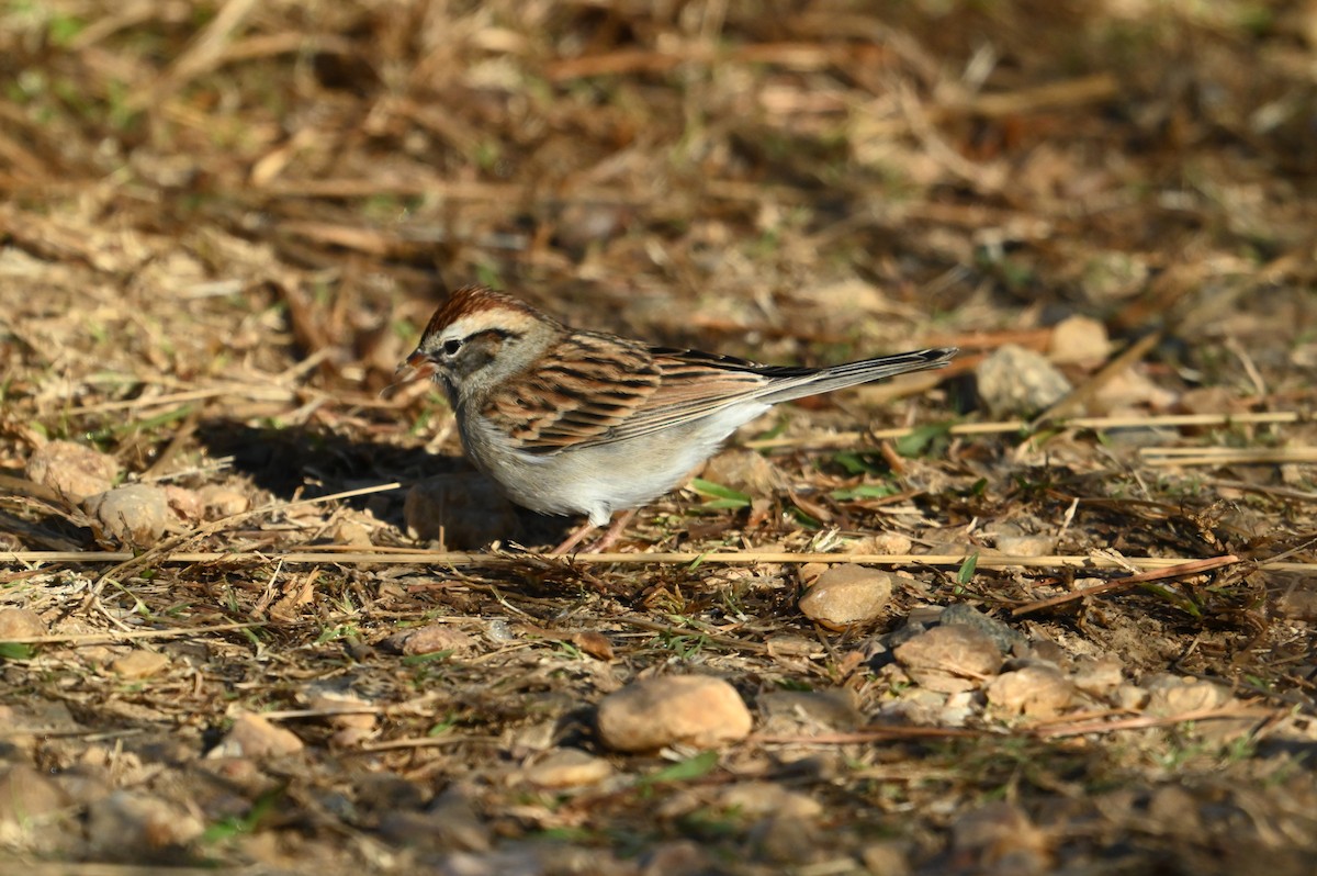 Chipping Sparrow - ML645394378